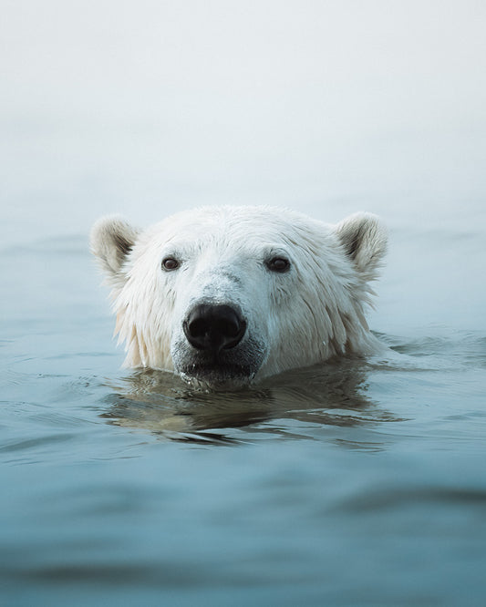 Polar Bear I